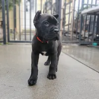 Red Collar, a male Cane Corso for sale in San Jose, CA – Photo 5 of 10