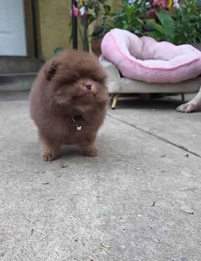 Poppi AKC , a male Pomeranian for sale in San Jose, CA – 10 of 10