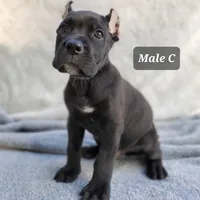 Male C, a male Cane Corso for sale in San Jose, CA – Photo 1 of 7