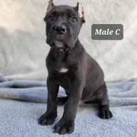 Male C, a male Cane Corso for sale in San Jose, CA – Photo 5 of 7