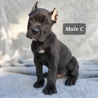 Male C, a male Cane Corso for sale in San Jose, CA – Photo 4 of 7