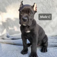 Male C, a male Cane Corso for sale in San Jose, CA – Photo 2 of 7