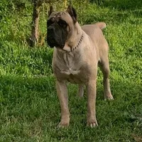 Male C, a male Cane Corso for sale in San Jose, CA – Photo 6 of 7