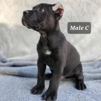 Male C, a male Cane Corso for sale in San Jose, CA – Photo 3 of 7