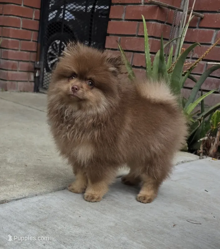 Poppi AKC  – Pomeranian puppy for sale in San Jose, CA