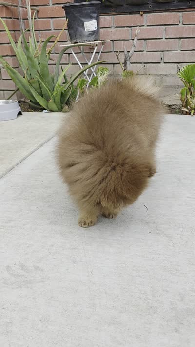 Poppi AKC , a male Pomeranian for sale in San Jose, CA – 7 of 10