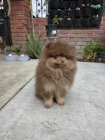 Poppi AKC , a male Pomeranian for sale in San Jose, CA – 2 of 10