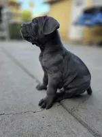 Bane, a male Cane Corso for sale in San Jose, CA – 6 of 8