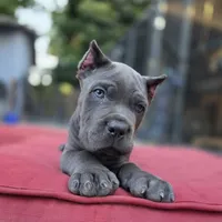 Bane, a male Cane Corso for sale in San Jose, CA – 4 of 10