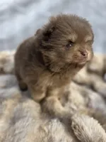 Poppi, a male Pomeranian for sale in San Jose, CA – Photo 5 of 10