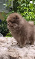 Poppi AKC , a male Pomeranian for sale in San Jose, CA – 2 of 6