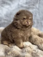 Poppi, a male Pomeranian for sale in San Jose, CA – Photo 6 of 10