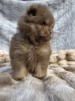 Poppi, a male Pomeranian for sale in San Jose, CA – Photo 2 of 10