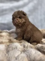 Poppi, a male Pomeranian for sale in San Jose, CA – Photo 9 of 10