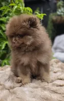 Poppi AKC , a male Pomeranian for sale in San Jose, CA – 4 of 6