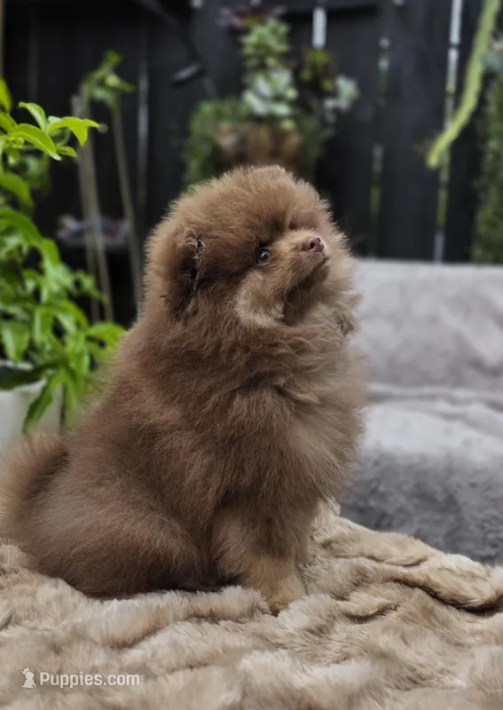 Poppi AKC  – Pomeranian puppy for sale in San Jose, CA
