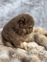 Poppi, a male Pomeranian for sale in San Jose, CA – Photo 4 of 10