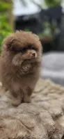 Poppi AKC , a male Pomeranian for sale in San Jose, CA – 5 of 6