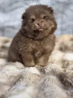 Poppi, a male Pomeranian for sale in San Jose, CA – Photo 8 of 10