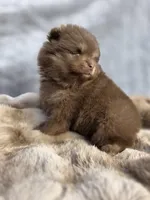 Poppi, a male Pomeranian for sale in San Jose, CA – Photo 10 of 10