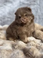 Poppi, a male Pomeranian for sale in San Jose, CA – Photo 7 of 10