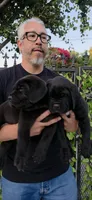 Thor, a male Cane Corso for sale in San Jose, CA – Photo 8 of 9