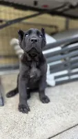 Thor, a male Cane Corso for sale in San Jose, CA – Photo 2 of 9