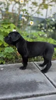 Thor, a male Cane Corso for sale in San Jose, CA – Photo 7 of 9
