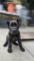 Thor, a male Cane Corso for sale in San Jose, CA – Photo 1 of 9