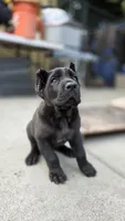 Thor, a male Cane Corso for sale in San Jose, CA – Photo 3 of 9