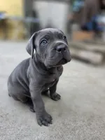 Bane, a male Cane Corso for sale in San Jose, CA – 5 of 8