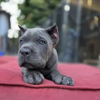 Bane, a male Cane Corso for sale in San Jose, CA – 3 of 10