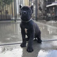 Grey Collar, a male Cane Corso for sale in San Jose, CA – Photo 6 of 9