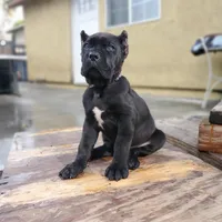 Grey Collar, a male Cane Corso for sale in San Jose, CA – Photo 5 of 9