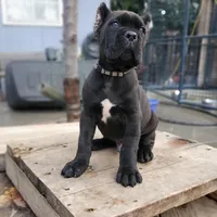 Grey Collar, a male Cane Corso for sale in San Jose, CA – Photo 4 of 9