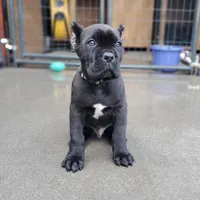 Grey Collar, a male Cane Corso for sale in San Jose, CA – Photo 2 of 9