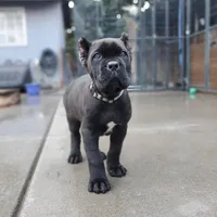 Grey Collar, a male Cane Corso for sale in San Jose, CA – Photo 1 of 9