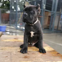 Grey Collar, a male Cane Corso for sale in San Jose, CA – Photo 3 of 9