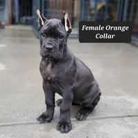 Female Orange Collar, a female Cane Corso for sale in San Jose, CA – Photo 4 of 10