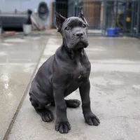 Female Orange Collar, a female Cane Corso for sale in San Jose, CA – Photo 1 of 10