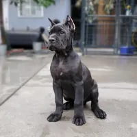Female Orange Collar, a female Cane Corso for sale in San Jose, CA – Photo 2 of 10
