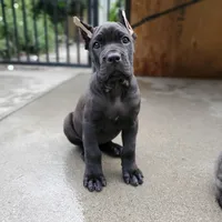 Female Orange Collar, a female Cane Corso for sale in San Jose, CA – Photo 6 of 10