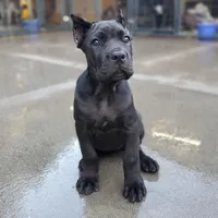 Female Orange Collar, a female Cane Corso for sale in San Jose, CA – Photo 5 of 10