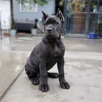 Female Orange Collar, a female Cane Corso for sale in San Jose, CA – Photo 3 of 10