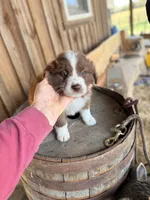 Sam, a male Australian Shepherd for sale in Crewe, VA – Photo 2 of 2
