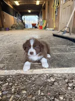 Sam, a male Australian Shepherd for sale in Crewe, VA – Photo 1 of 2