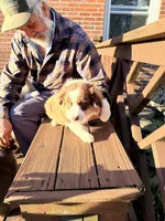 Holly, a female Australian Shepherd for sale in Crewe, VA – Photo 2 of 3