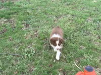 Holly, a female Australian Shepherd for sale in Crewe, VA – Photo 3 of 3