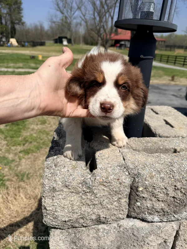 Holly – Australian Shepherd puppy for sale in Crewe, VA