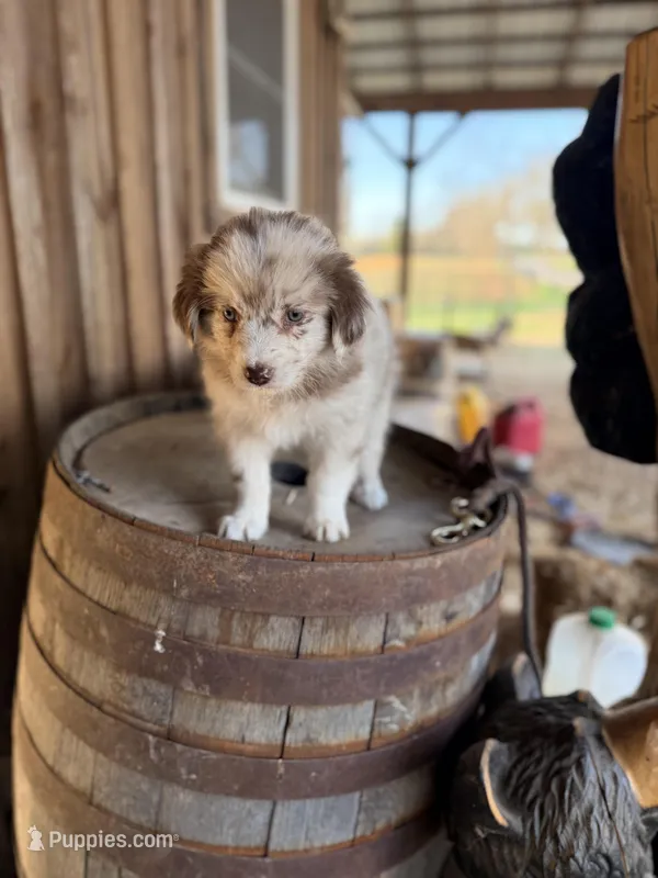 Jake, a female Australian Shepherd for sale in Crewe, VA – Photo 1 of 1
